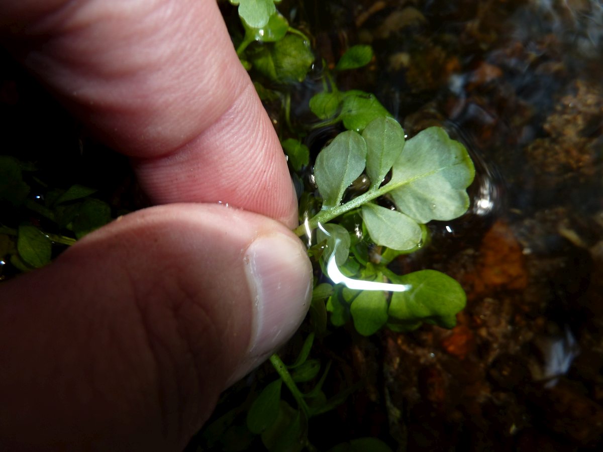 Pennsylvania Bitter Cress (Cardamine pensylvanica)