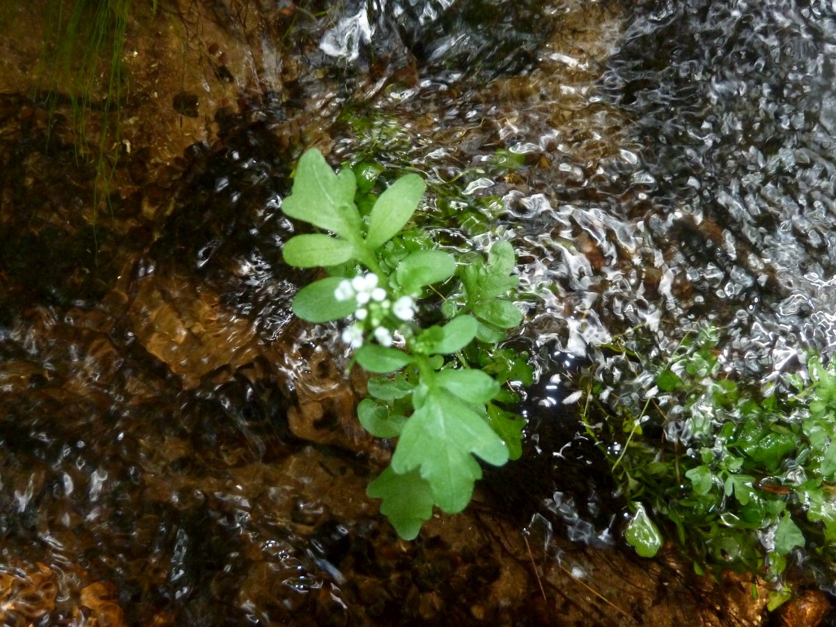 Pennsylvania Bitter Cress (Cardamine pensylvanica)