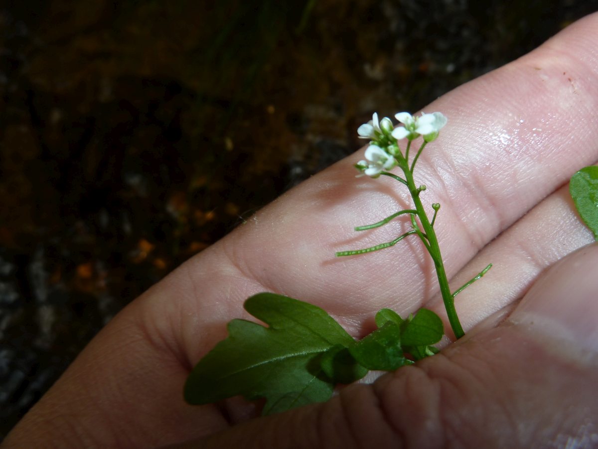 Pennsylvania Bitter Cress (Cardamine pensylvanica)