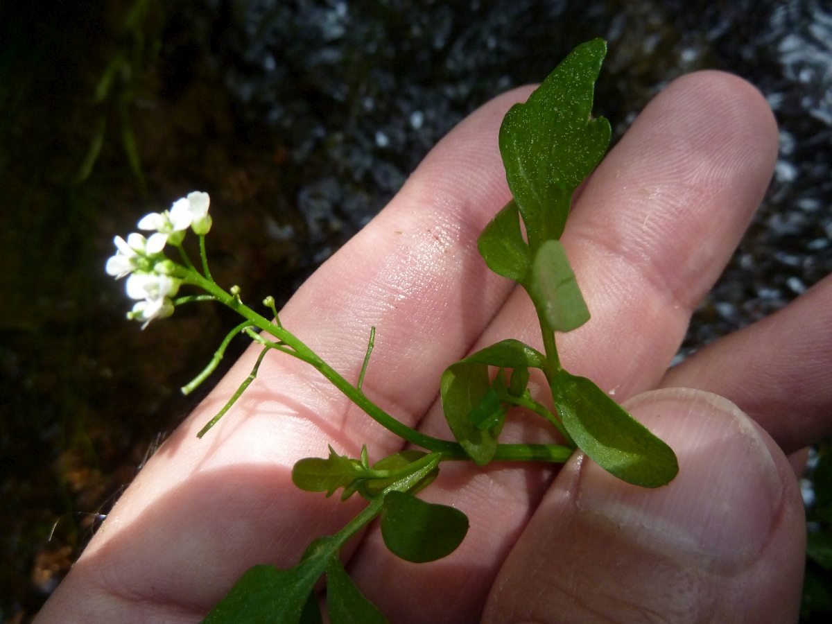 Pennsylvania Bitter Cress (Cardamine pensylvanica)