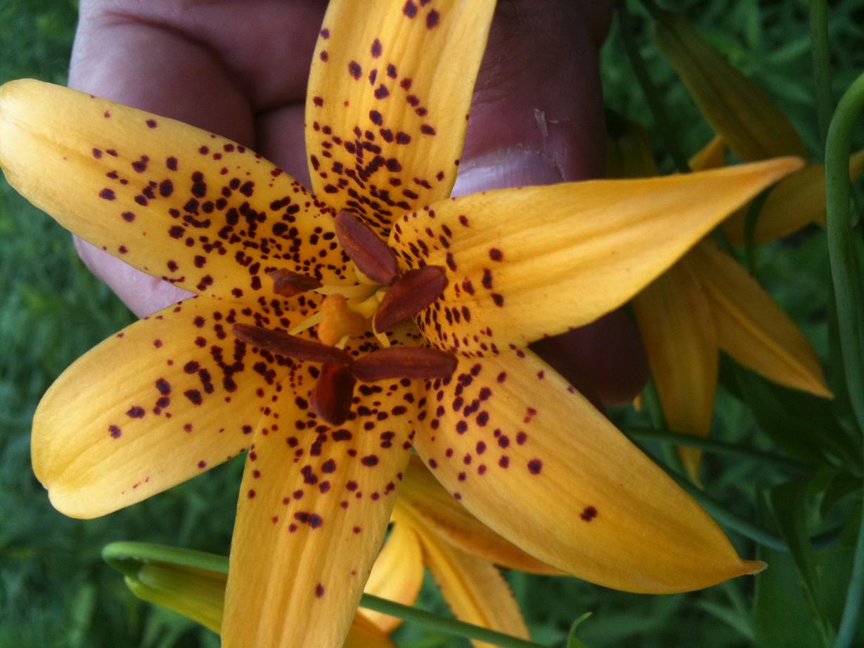 Transformational Gardening Canada Lily Wild Yellow Lily Meadow Lily