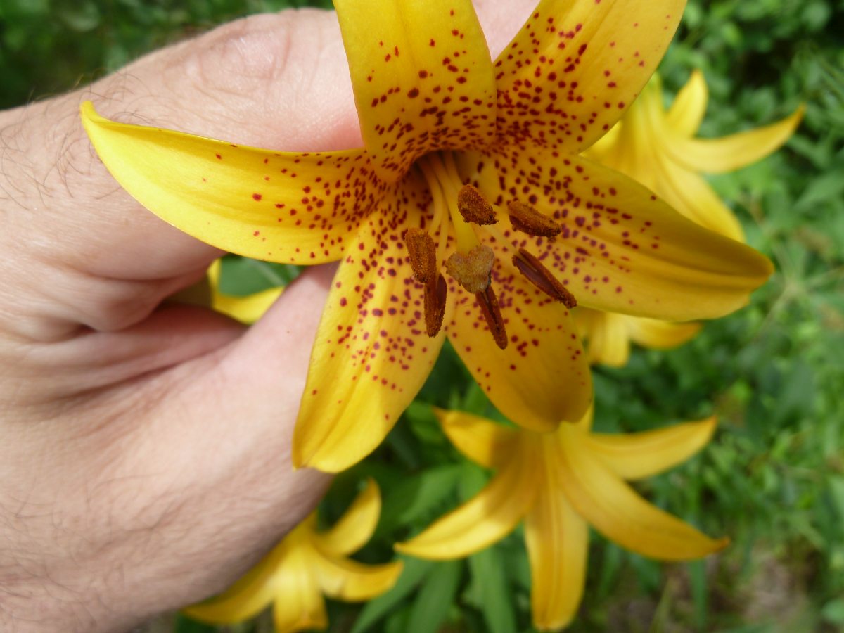 Transformational Gardening Canada Lily Wild Yellow Lily Meadow Lily
