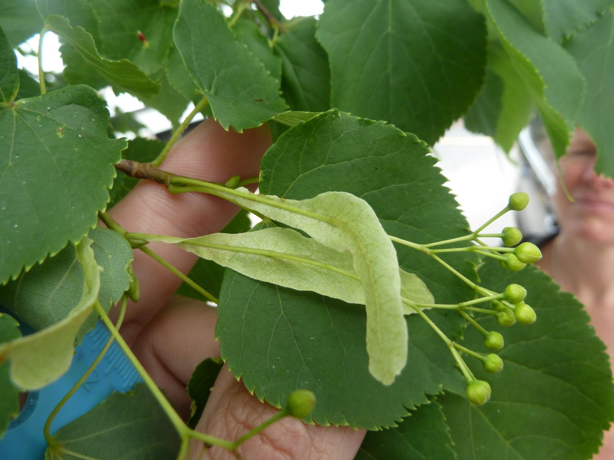 American Basswood (Tilia americana)